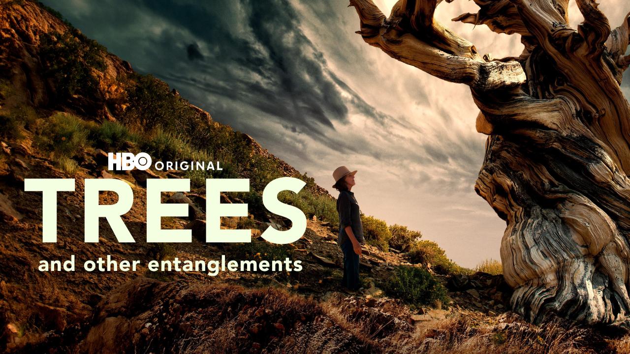 Trees And Other Entanglements